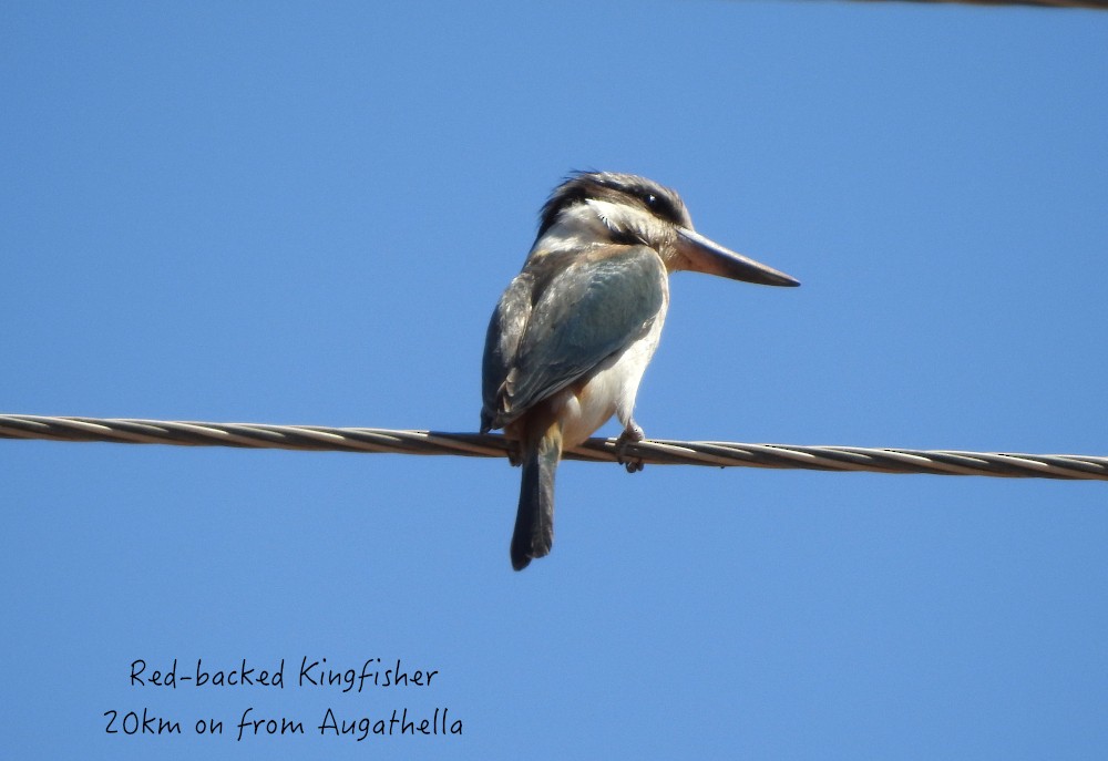 Red-backed Kingfisher - Marie Tarrant