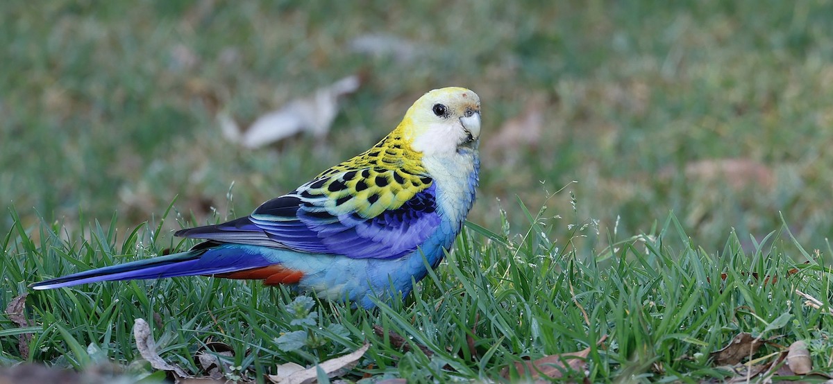 Pale-headed Rosella - Anonymous
