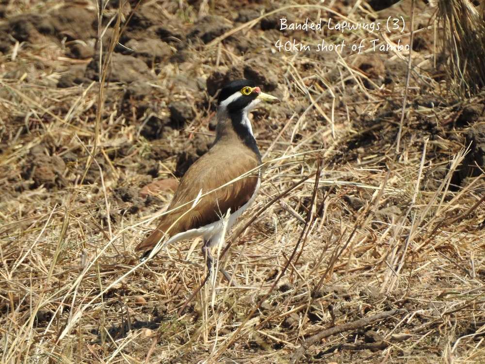 Banded Lapwing - ML608782501