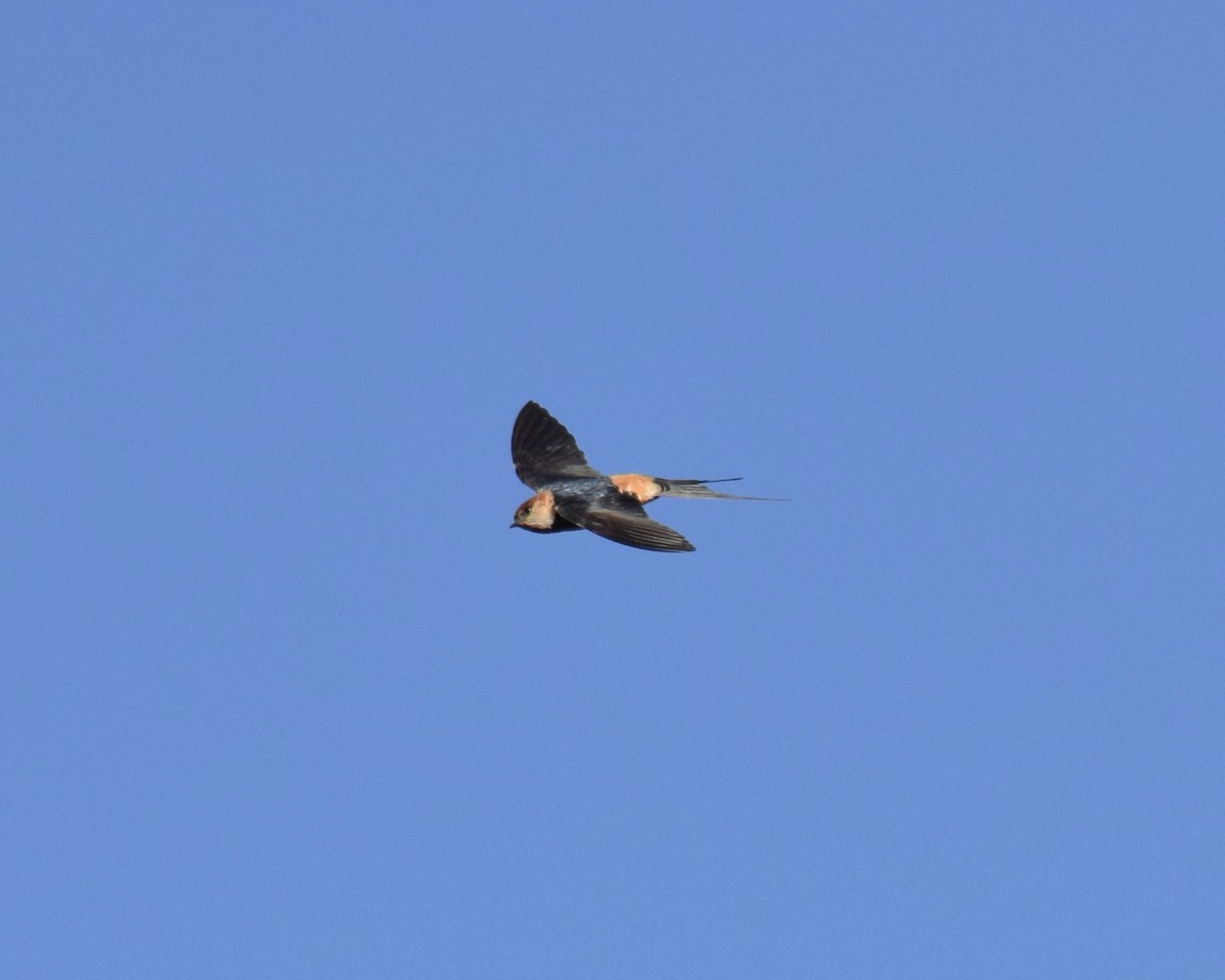 Greater Striped Swallow - ML608782524