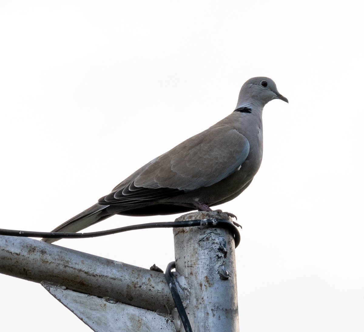 シラコバト - ML608782550