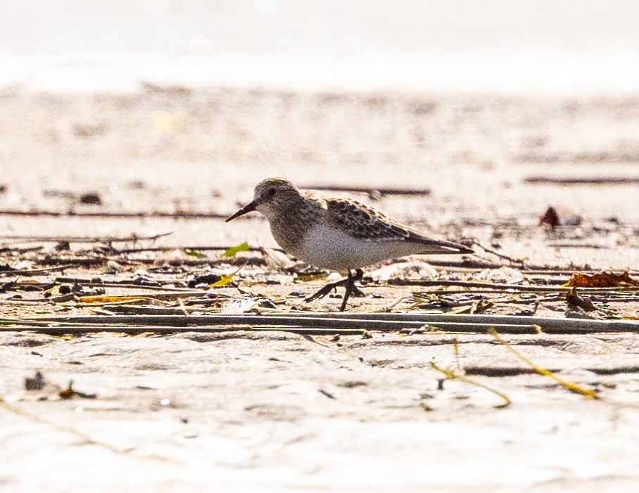 Baird's Sandpiper - ML608782593