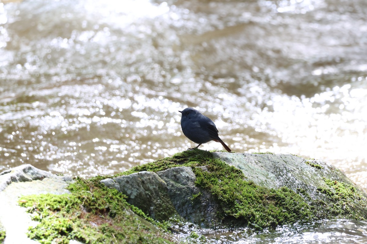 Plumbeous Redstart - ML608782735