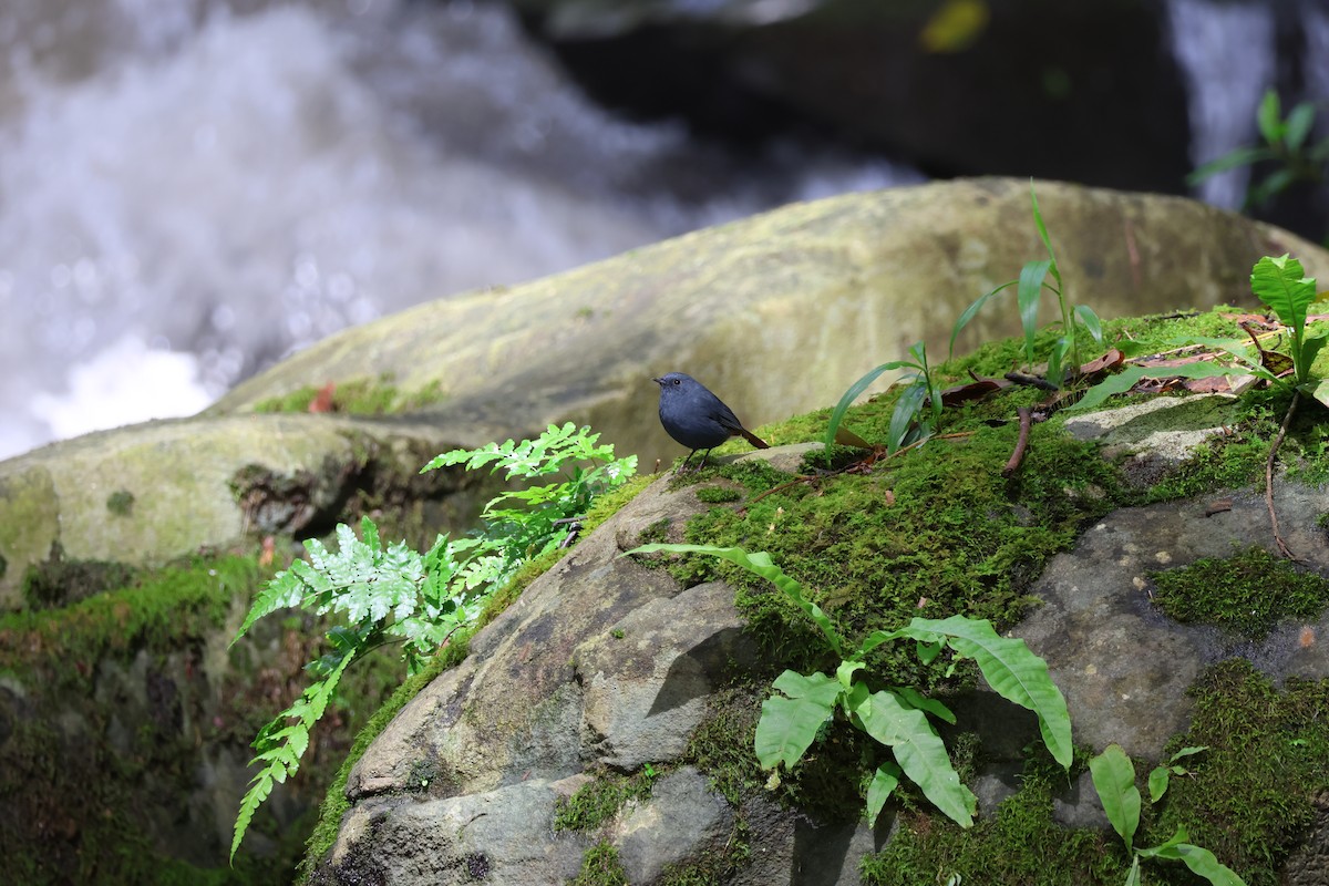 Plumbeous Redstart - ML608782736