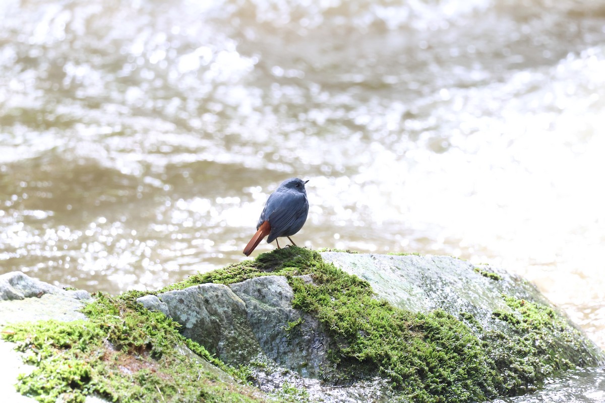 Plumbeous Redstart - ML608782737