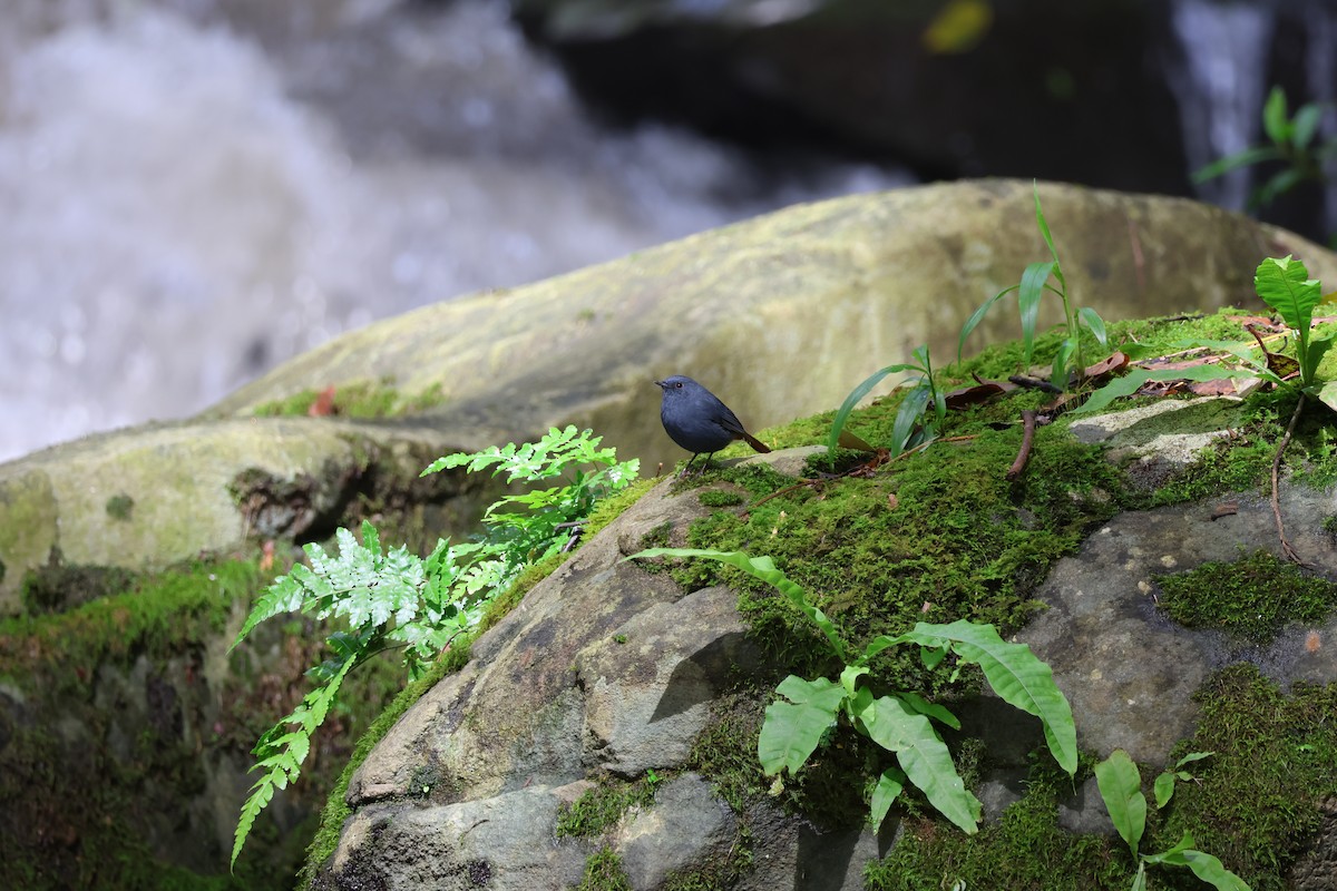 Plumbeous Redstart - ML608782738