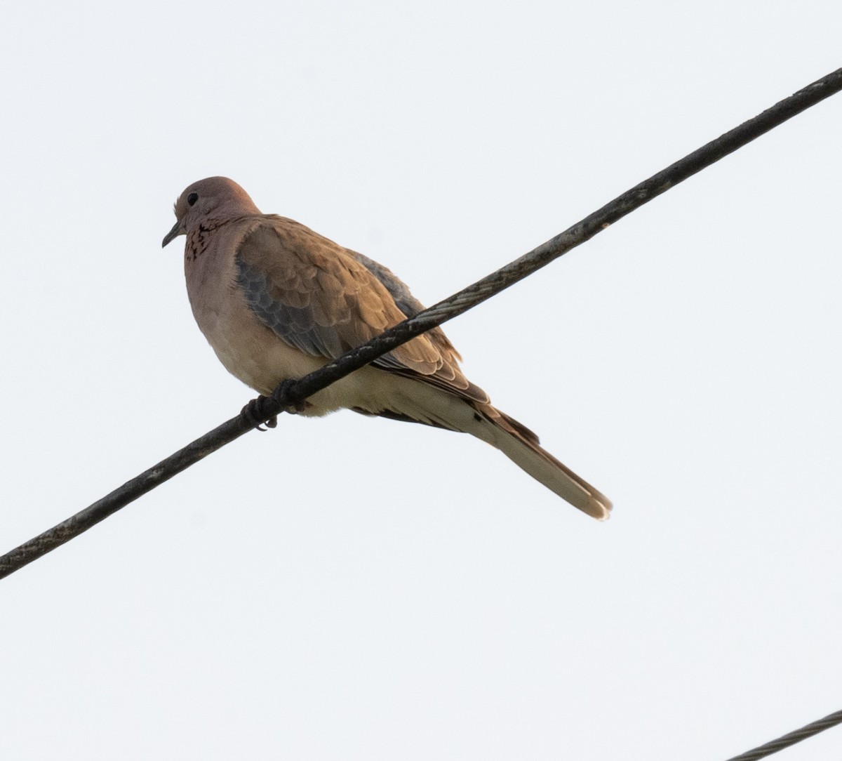 ワライバト - ML608782755