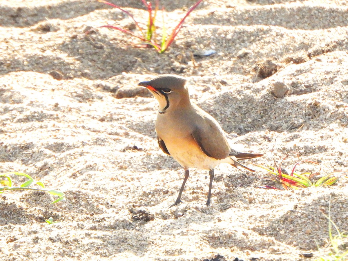 Collared Pratincole - ML608782760