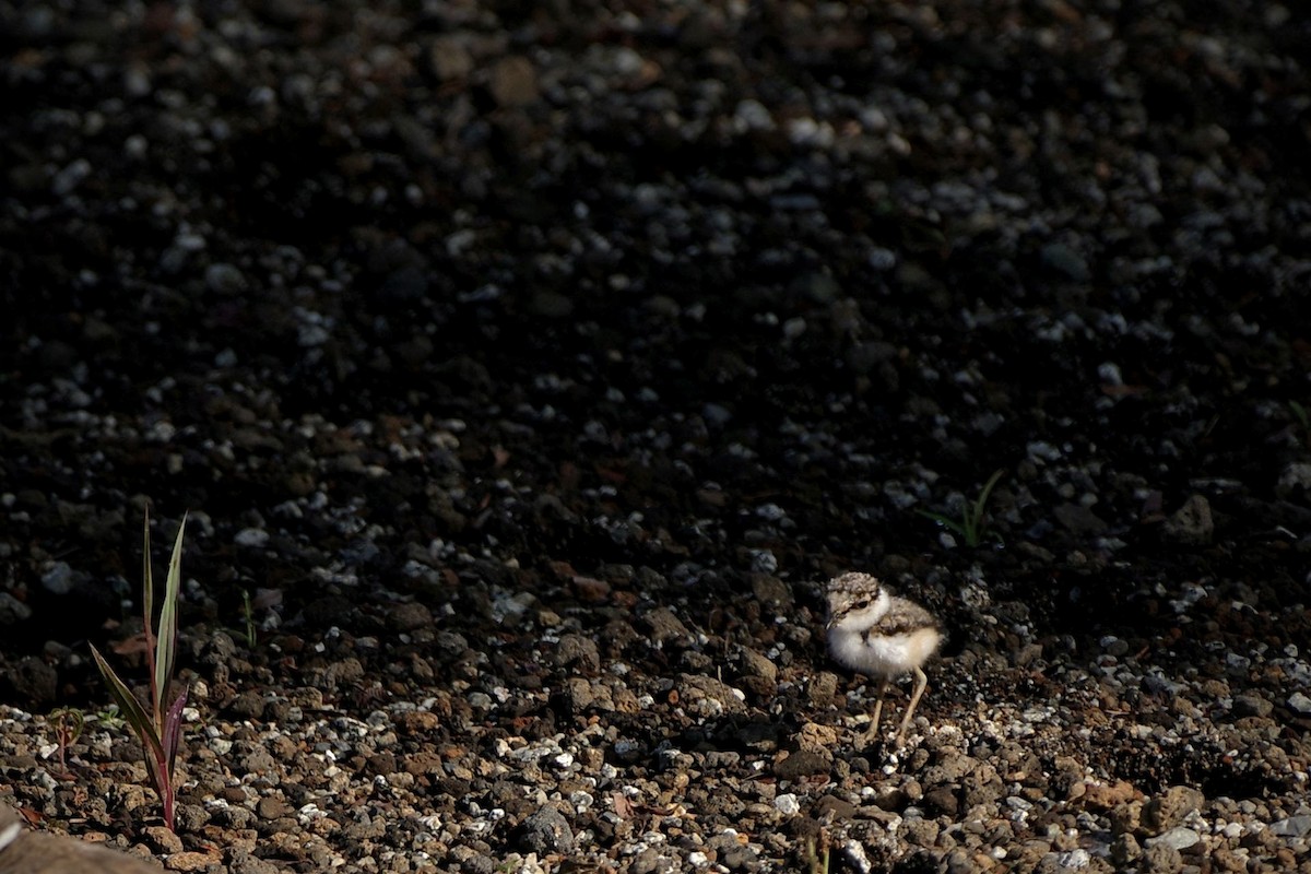 Little Ringed Plover - Hideki Sekimoto