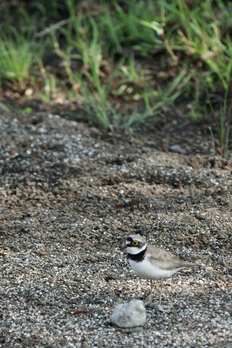 Little Ringed Plover - ML608782810