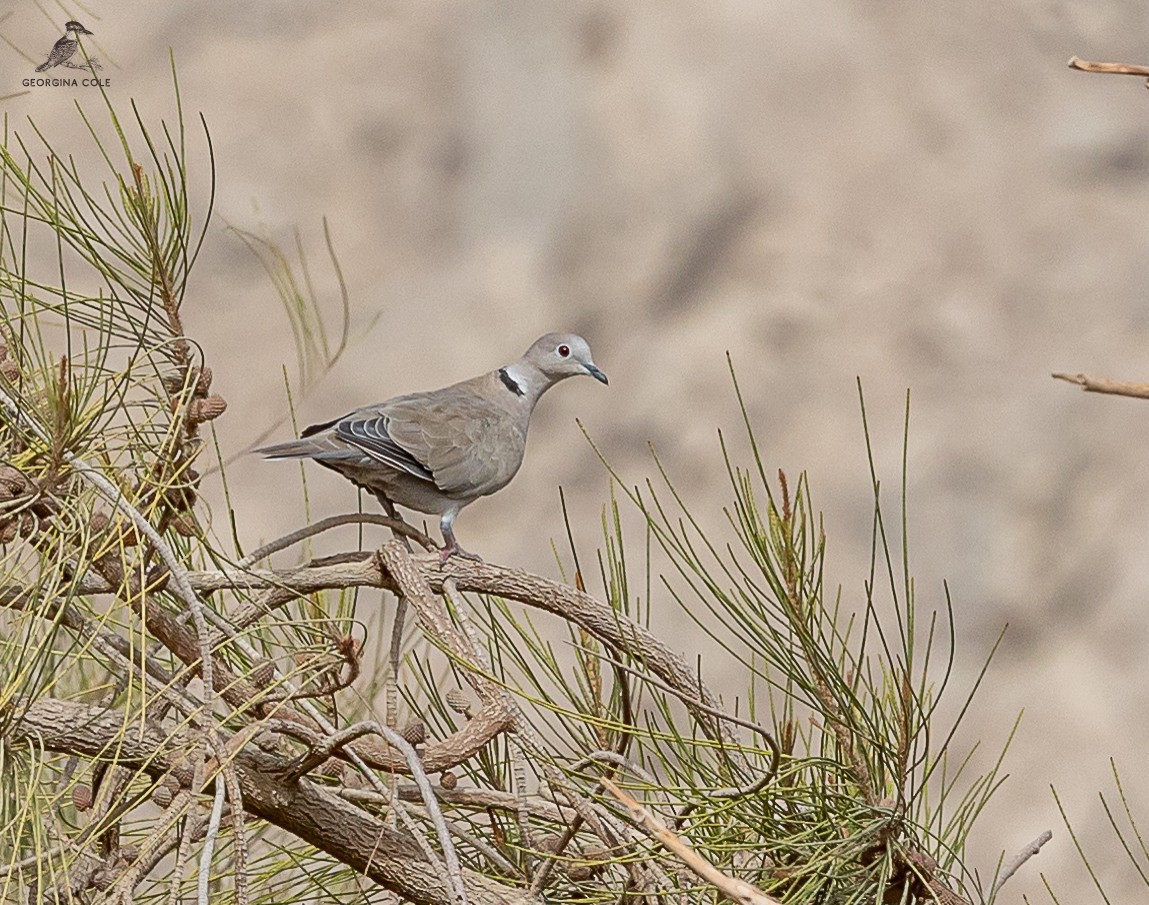 Eurasian Collared-Dove - Georgina Cole