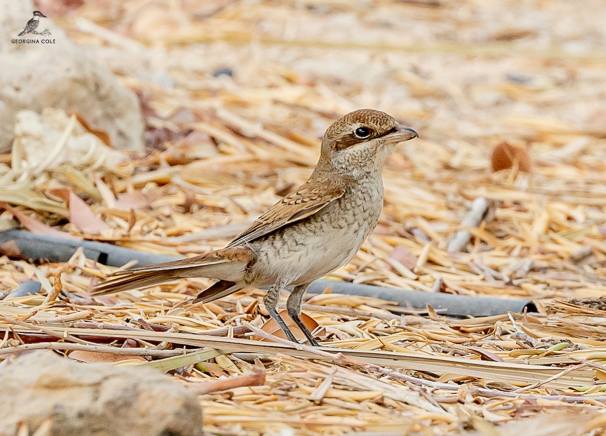 Red-backed Shrike - Georgina Cole