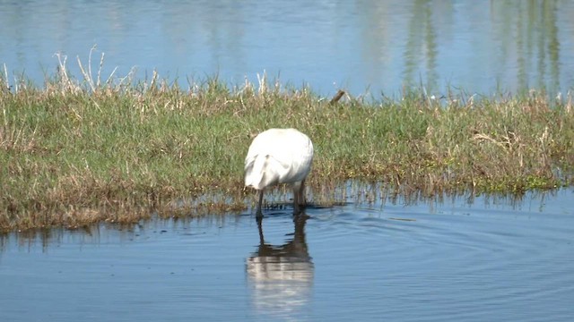 Yellow-billed Spoonbill - ML608782952