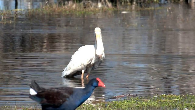 Yellow-billed Spoonbill - ML608782953