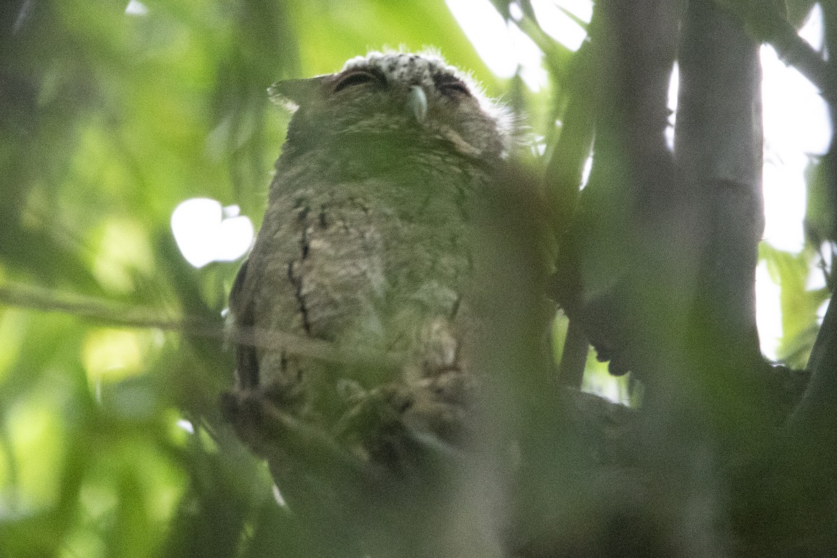 Collared Scops-Owl - ML608783080