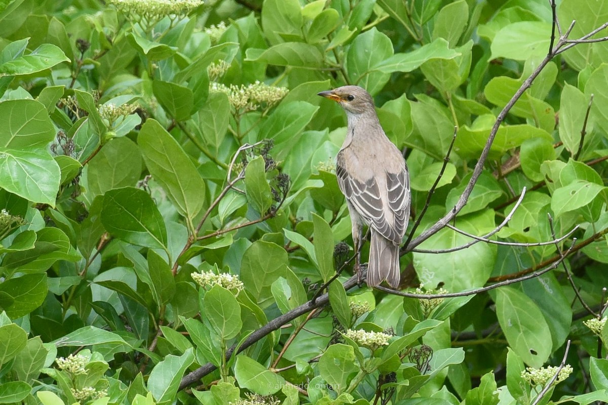 Rosy Starling - ML608783122