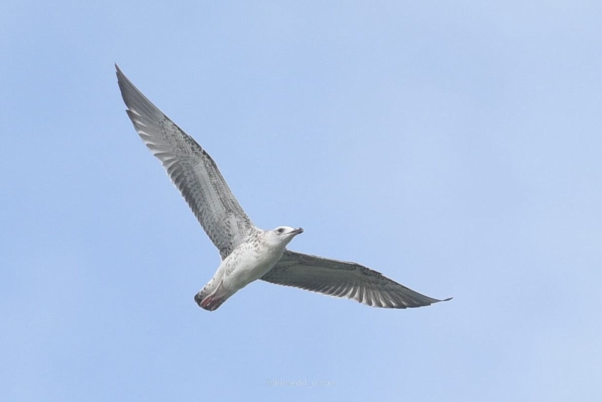 Lesser Black-backed Gull - ML608783123