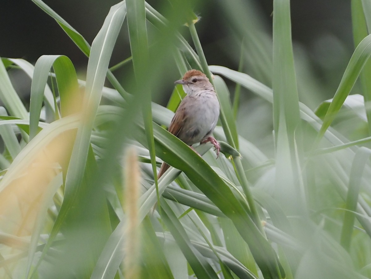 Papuan Grassbird - ML608783134