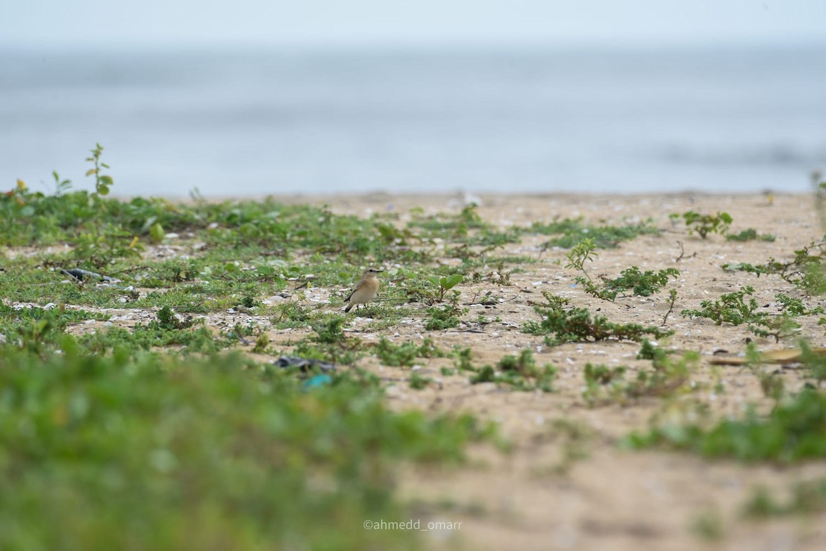 Isabelline Wheatear - ML608783135