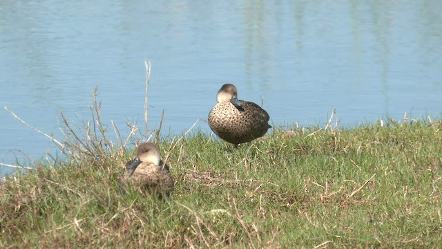 ハイイロコガモ - ML608783194