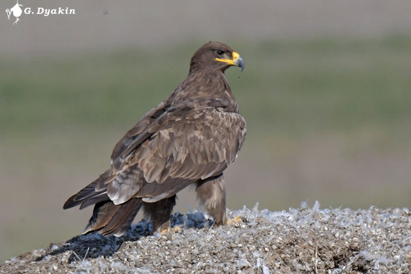 Steppe Eagle - ML608783214