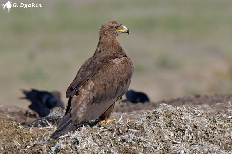 Steppe Eagle - ML608783215