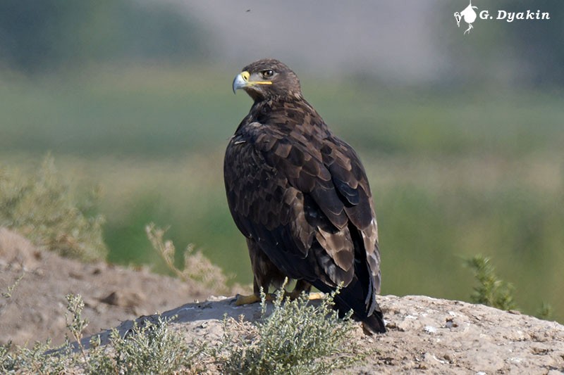 Steppe Eagle - ML608783216