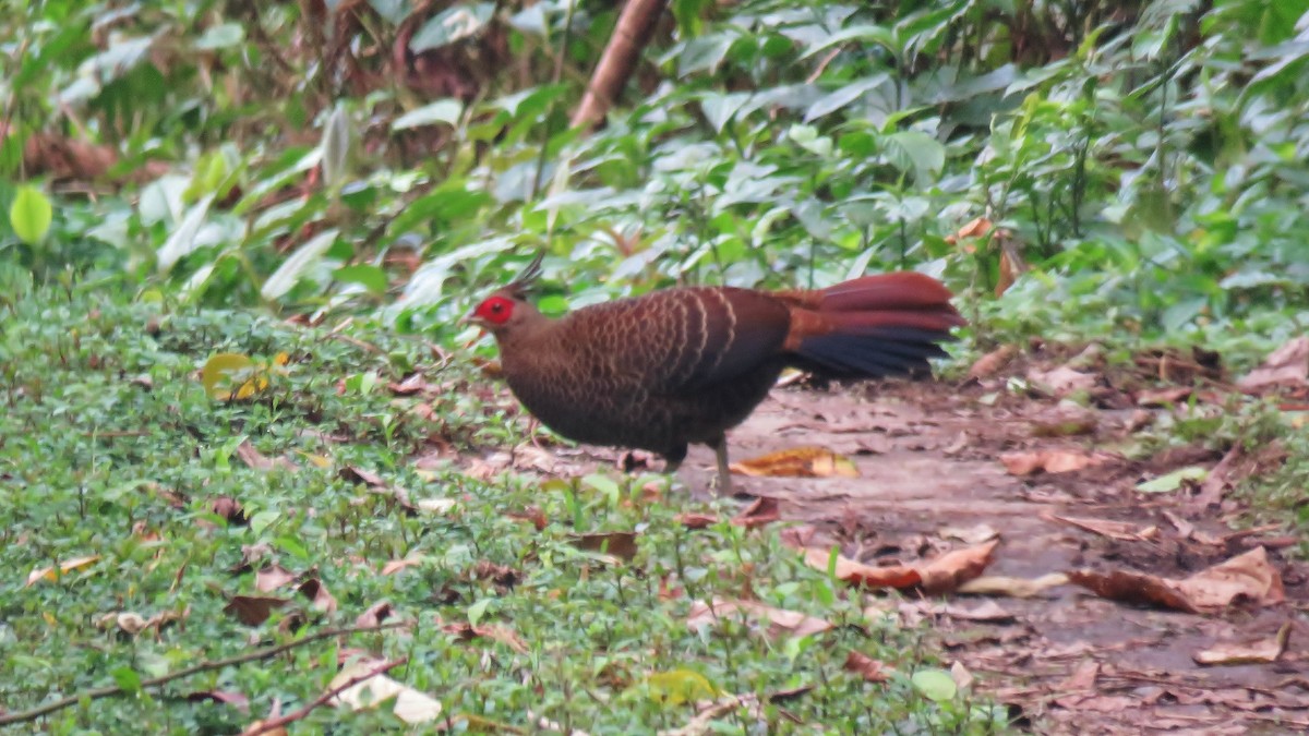 Kalij Pheasant - ML608783222