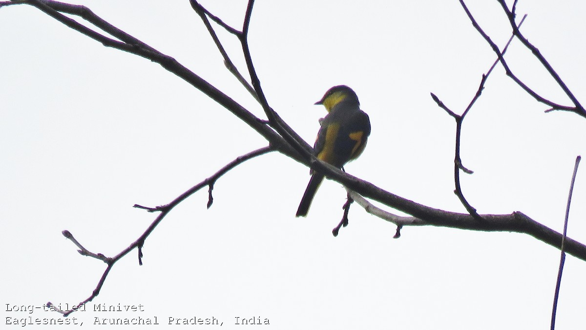 Long-tailed Minivet - ML608783246