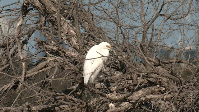 Little Egret - ML608783248