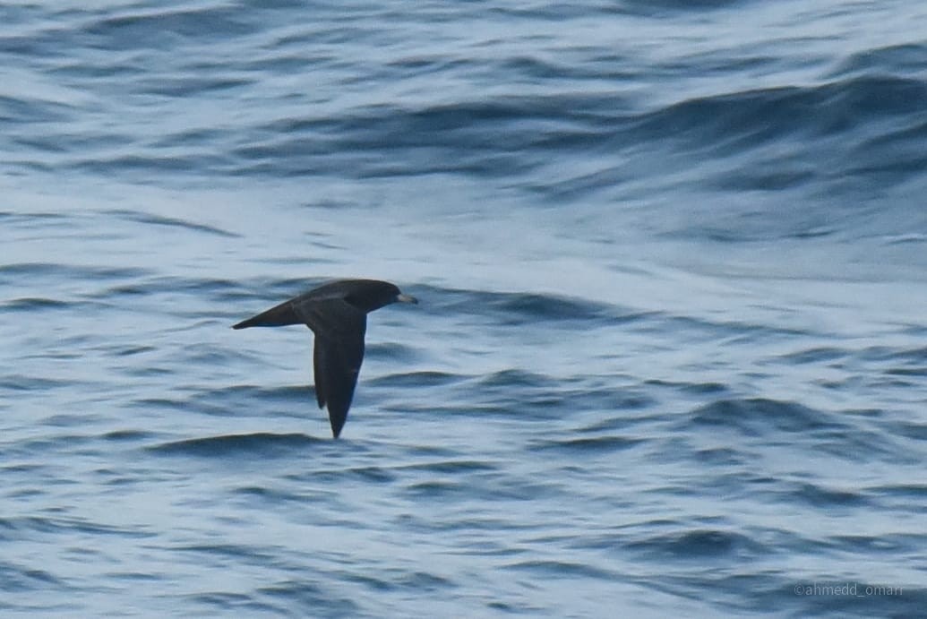 Flesh-footed Shearwater - ML608783264