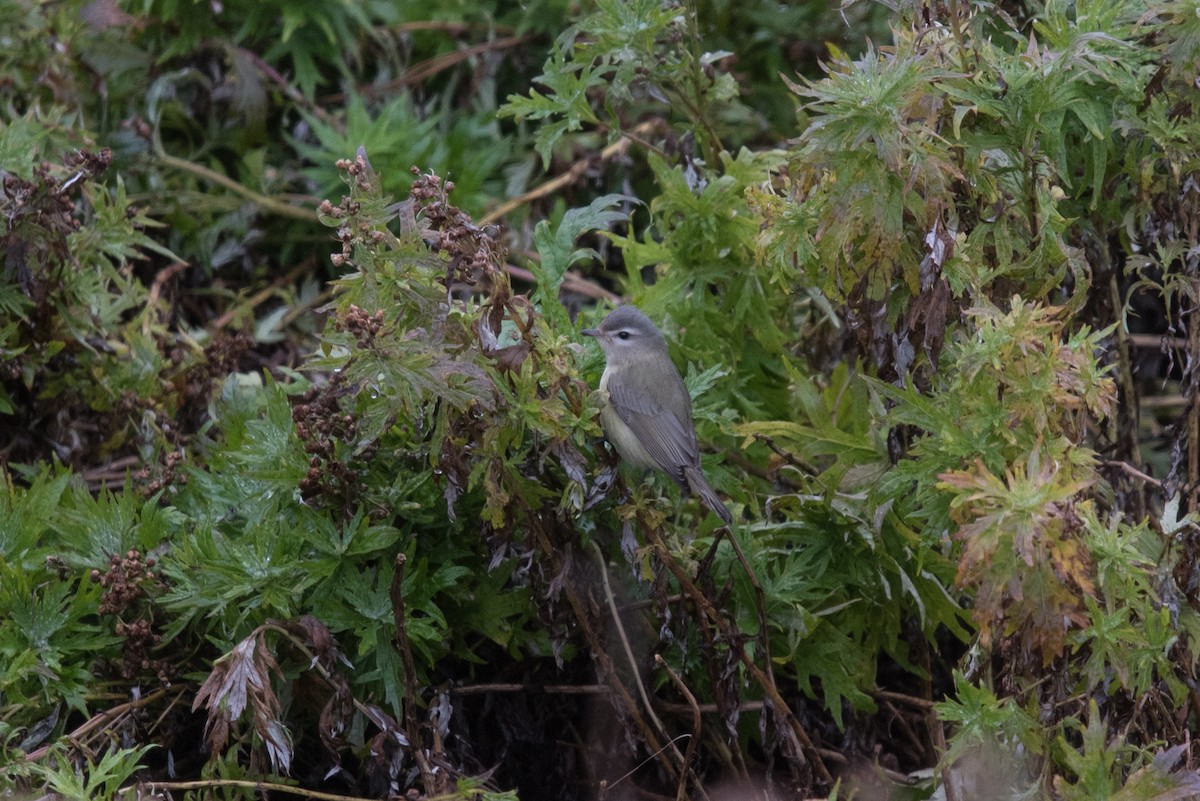 Warbling Vireo - ML608783278