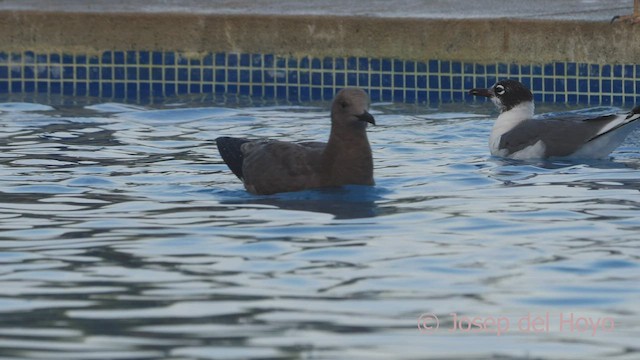 Gray Gull - ML608783299