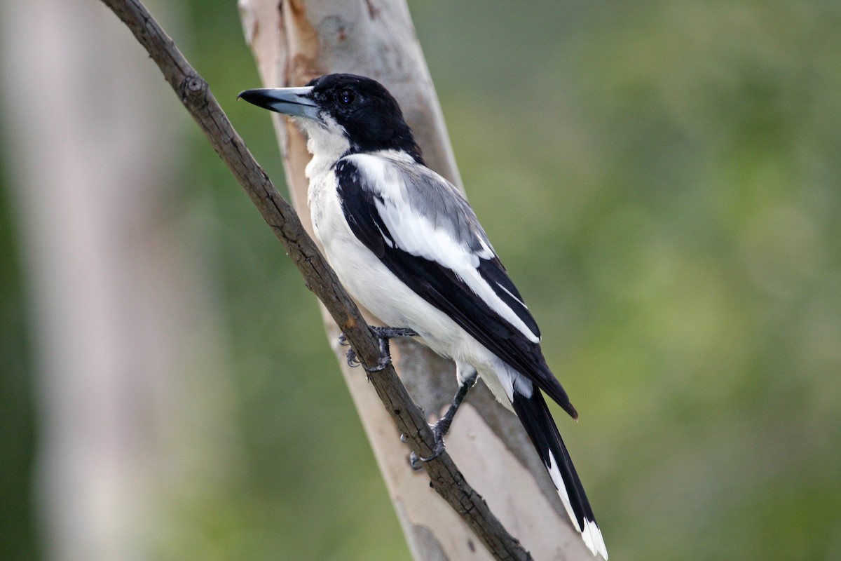 Silver-backed Butcherbird - ML608783356