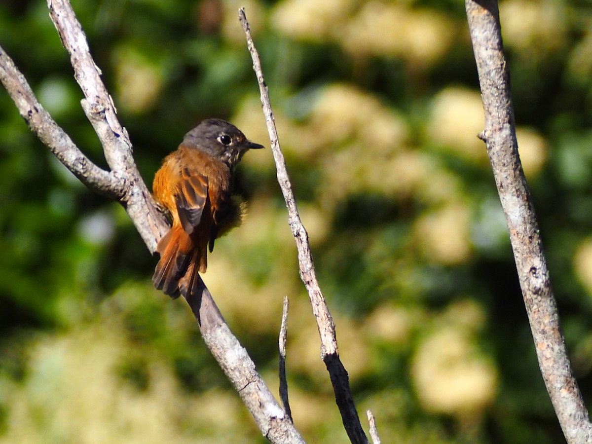 Ferruginous Flycatcher - ML608783397