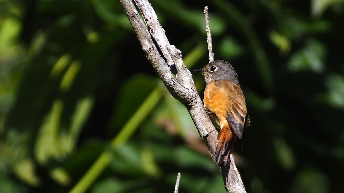 Ferruginous Flycatcher - ML608783398