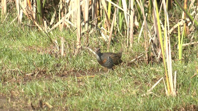 Buff-banded Rail - ML608783496