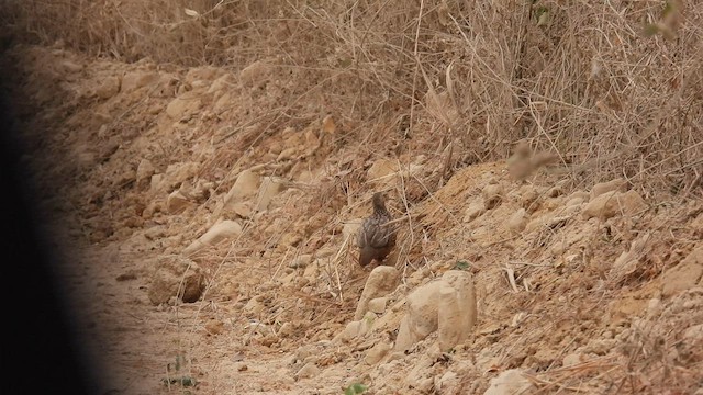 Gray-striped Spurfowl - ML608783517