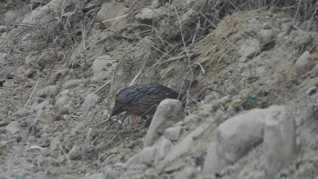 Gray-striped Spurfowl - ML608783519