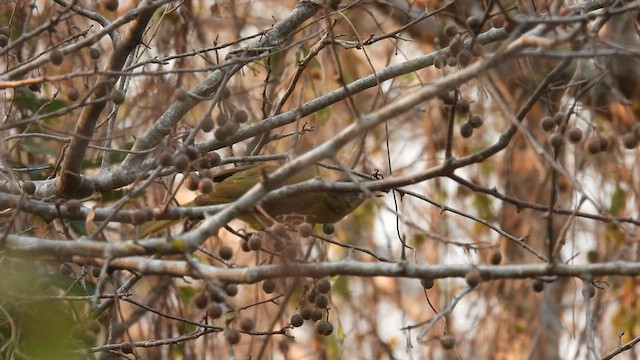 Bulbul Pechiamarillo - ML608783526