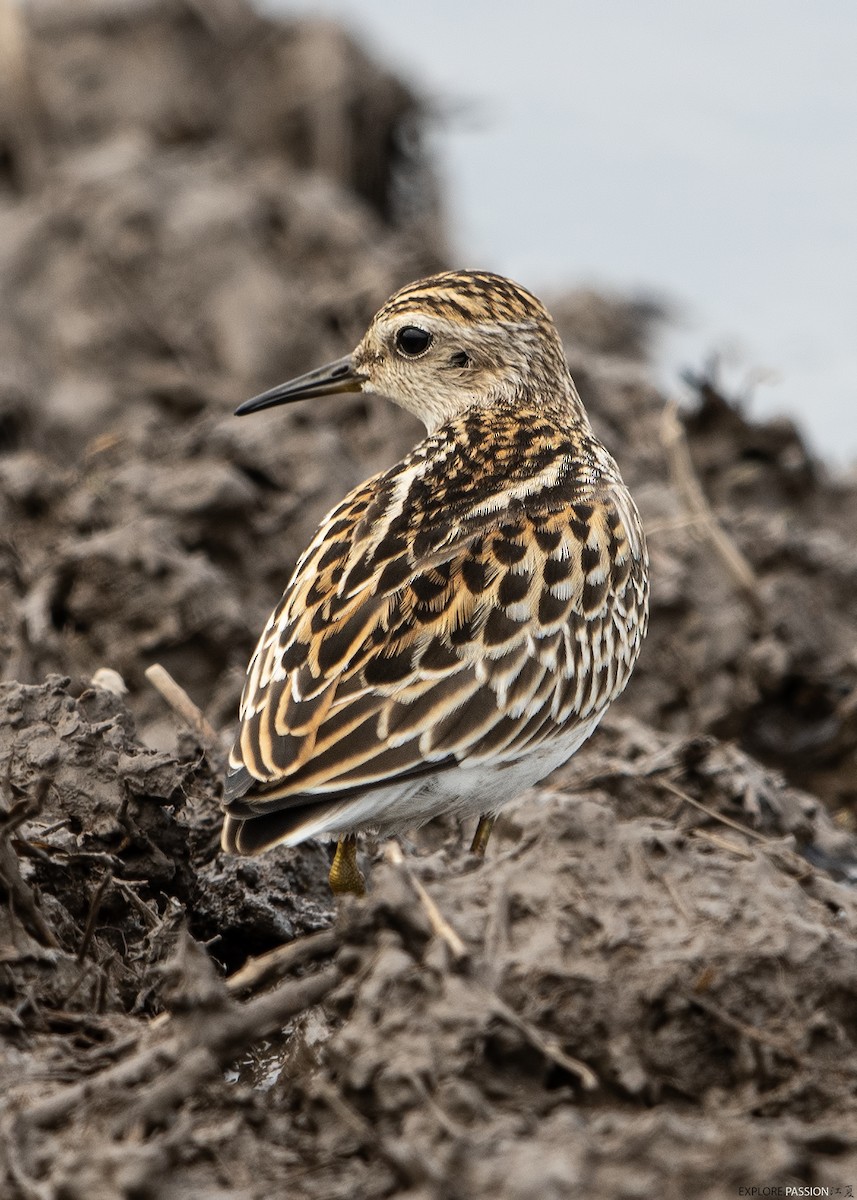 Long-toed Stint - ML608783600