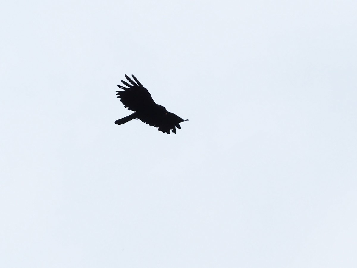 Black Eagle - Jerome Kuo