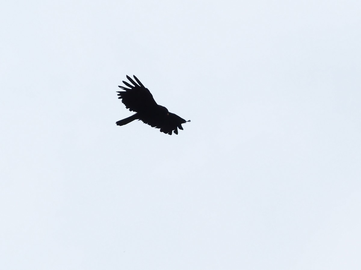 Black Eagle - ML608783615