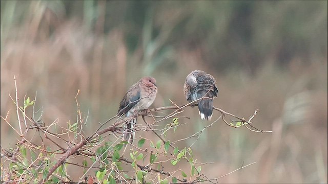 European Turtle-Dove - ML608783693