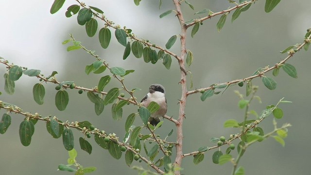 Lesser Gray Shrike - ML608783786