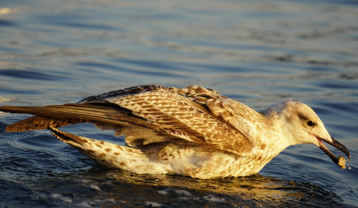 Caspian Gull - ML608783839