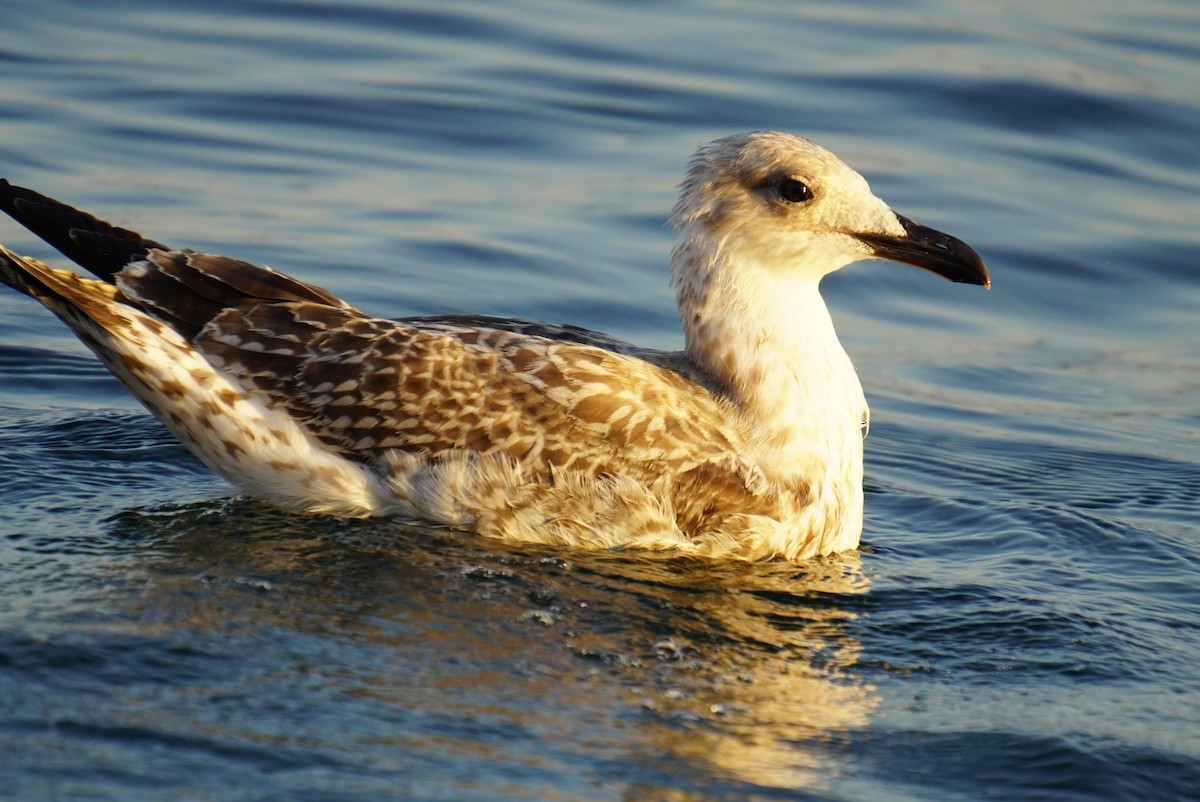 Caspian Gull - ML608783840