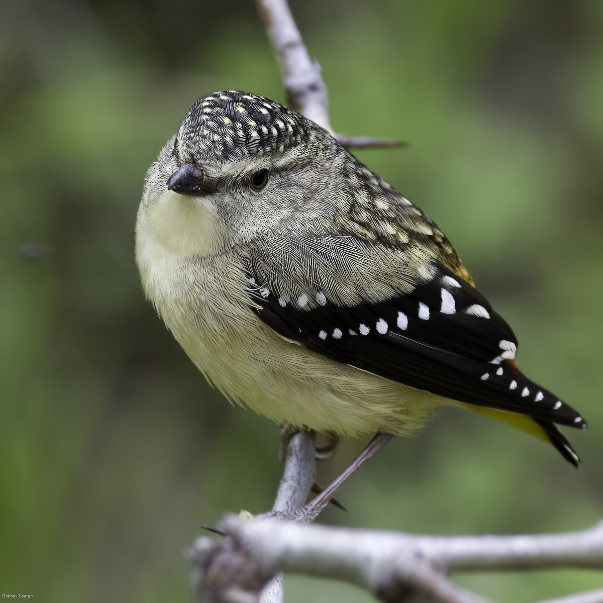 Pardalote Moteado - ML608783933