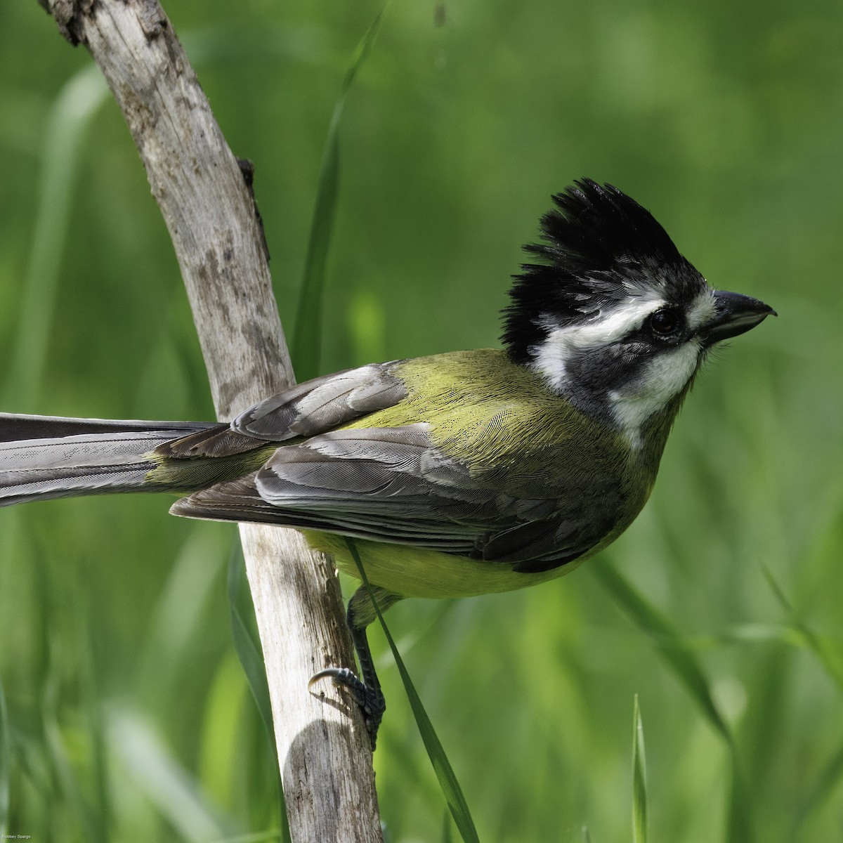 Eastern Shrike-tit - ML608783938