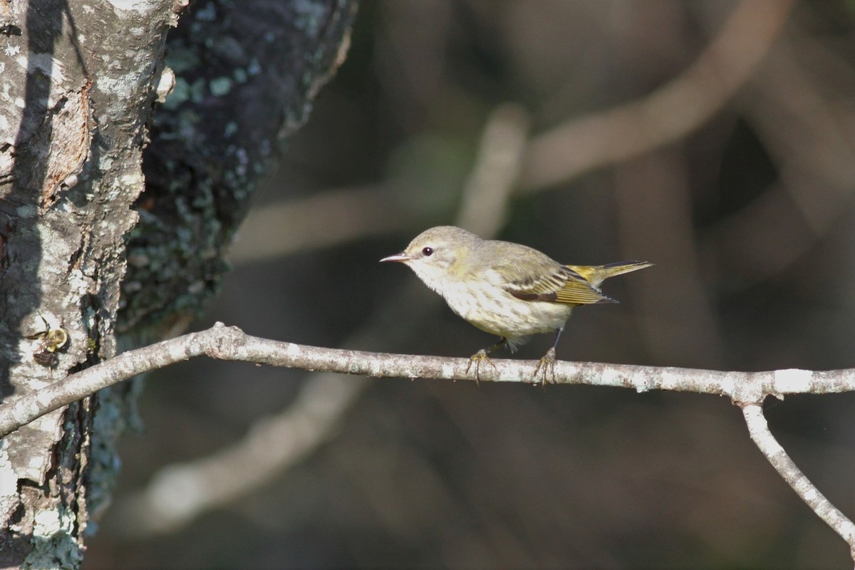 Cape May Warbler - ML608783987
